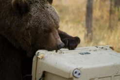 YETI Tundra 65 Cooler 12 YETI Tundra 65 Cooler -Camp Kitchen Sales Store e6d09686 2ee2 4356 8312 f08074622b07